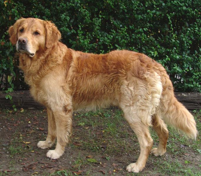 A golden retriever standing proudly in a garden